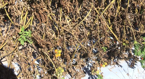 Empty cherry tomato vine