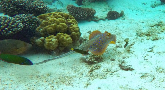 Blue spotted ray