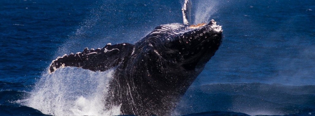 Humpback whale Exmouth Featured Image