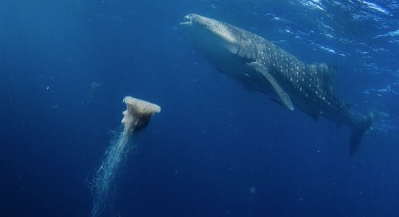 Lions Mane jellyfish and whale shark