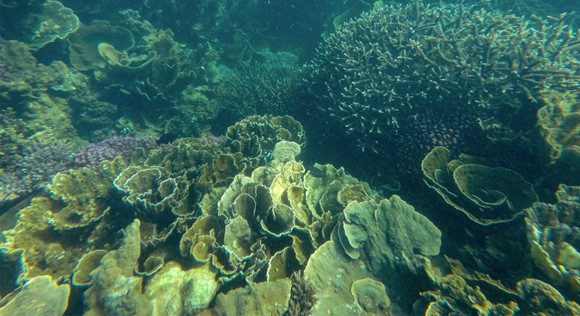 Ningaloo Reef