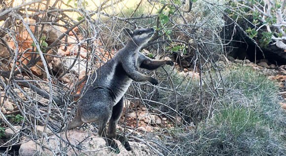 Rock Wallaby at Yardie Creek