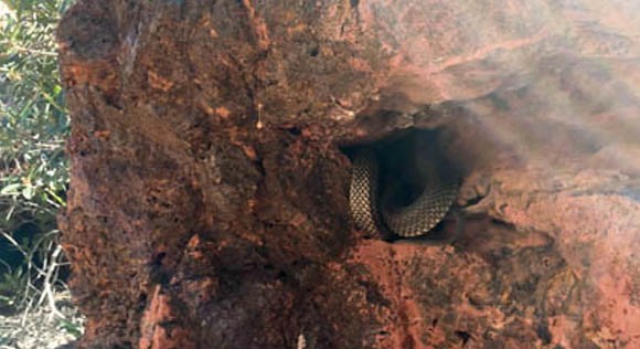 Snake at Karijini