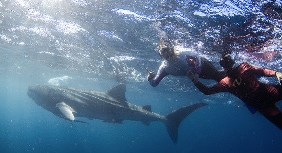 Swimming with Whale shark Exmouth