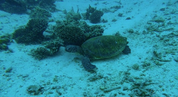 Turtle at Coral Bay