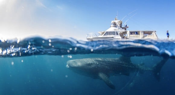 Whale shark and boat tour