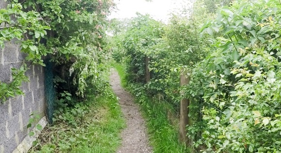 Overgrown path