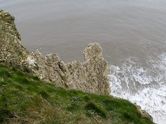 Bempton Cliffs