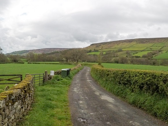 Farndale Daffodil Walk 12