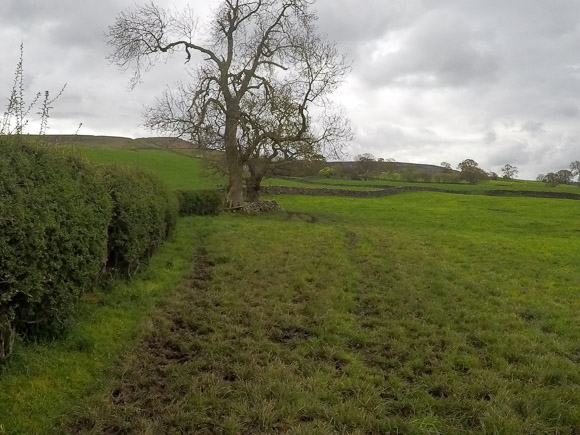 Farndale Daffodil Walk 16