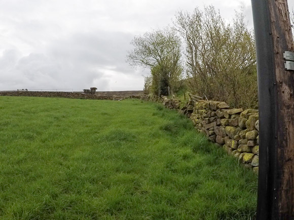 Farndale Daffodil Walk