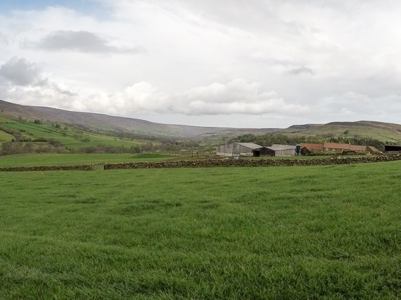 Farndale Daffodil Walk 26