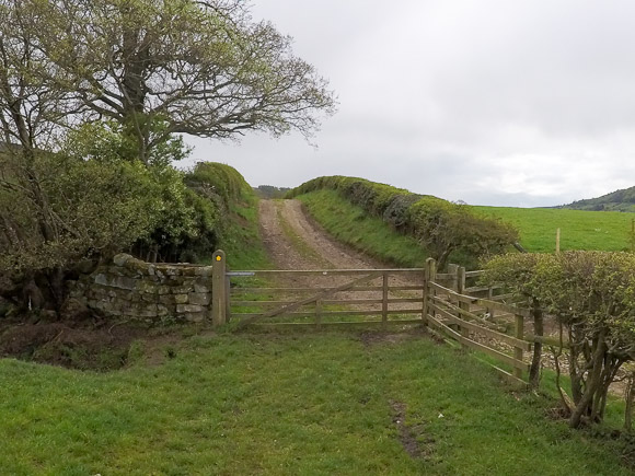 Farndale Daffodil Walk 29