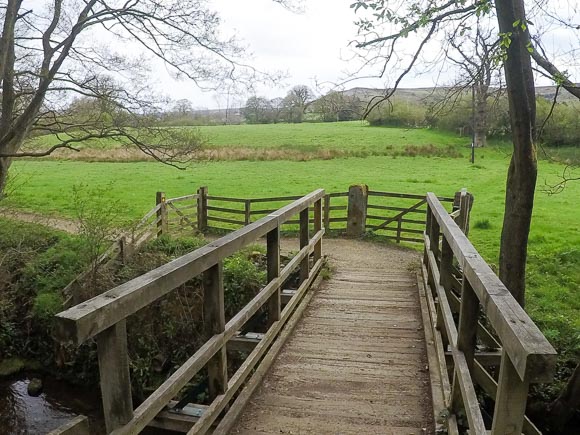 Farndale Daffodil Walk 3