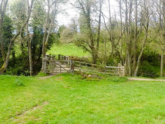 Farndale Daffodil Walk 32