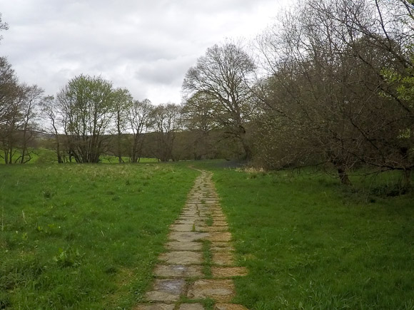 Farndale Daffodil Walk 6